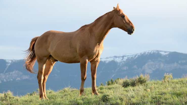Cavallo nella natura