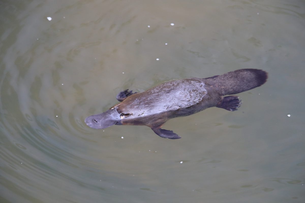 un ornitorinco in acqua