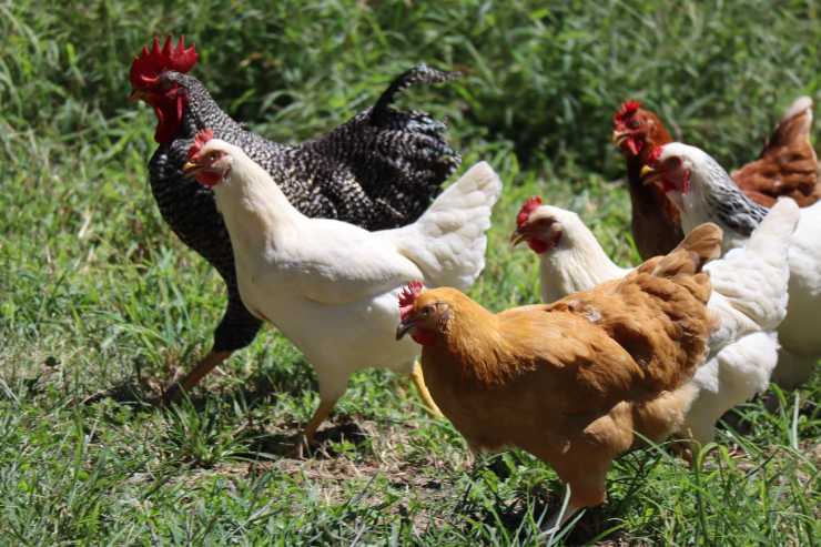 Galline mentre camminano sul prato