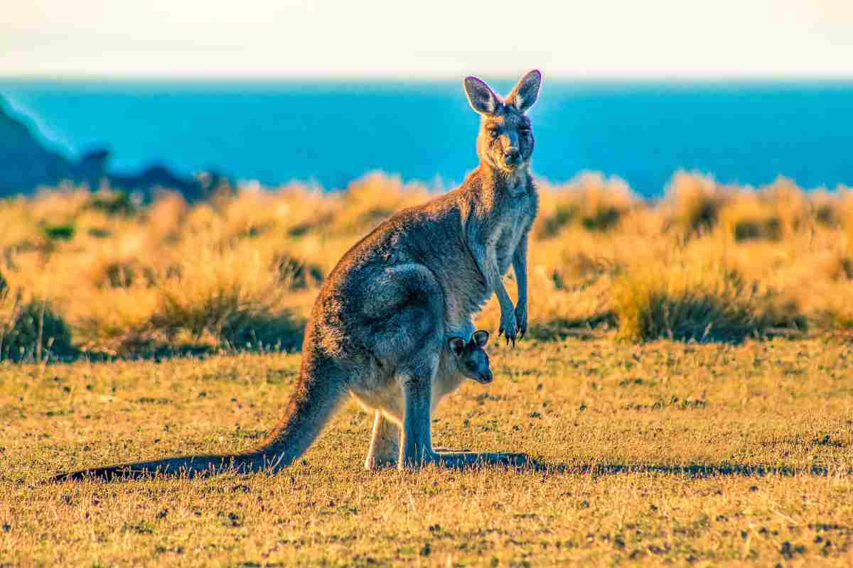 Canguro con cucciolo nel marsupio