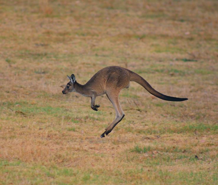 Canguro corre saltando