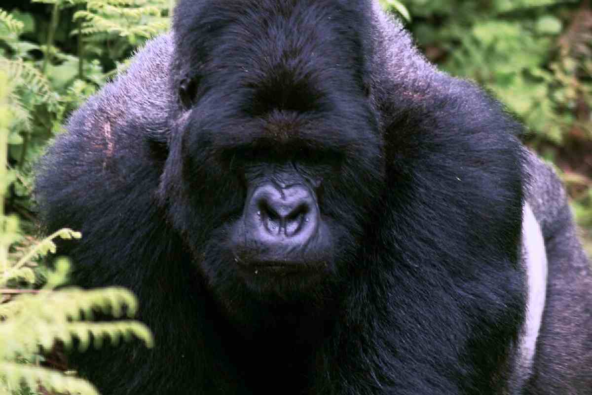 Gorilla, una delle scimmie più grandi esistenti