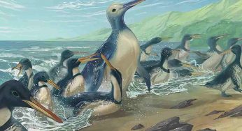 I pinguini non sono sempre stati come li immagini, ecco come erano