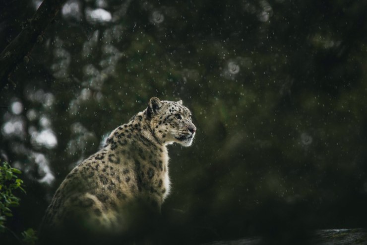 Leopardo delle nevi osserva l'orizzonte