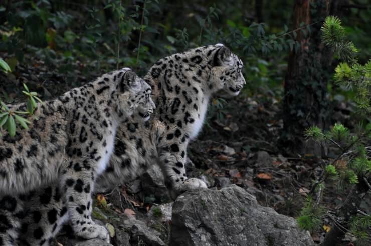 Due leopardi delle nevi