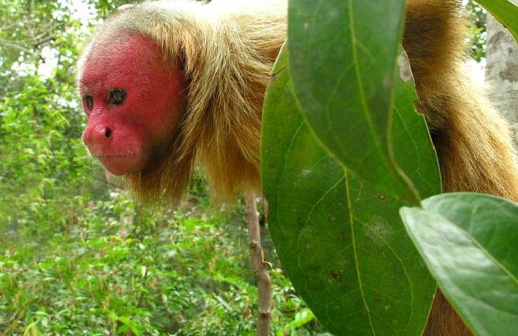 la scimmia Uakari