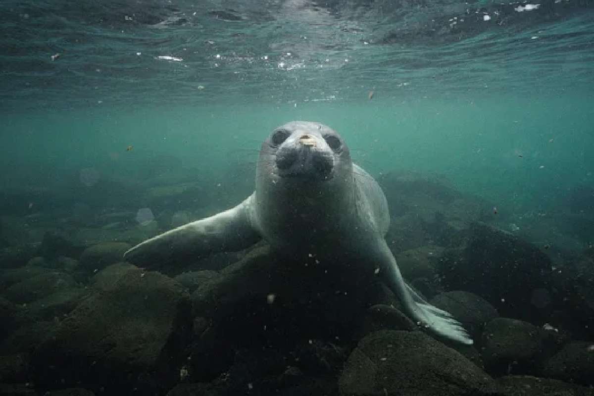 Foche che fanno tracking delle profondità oceaniche