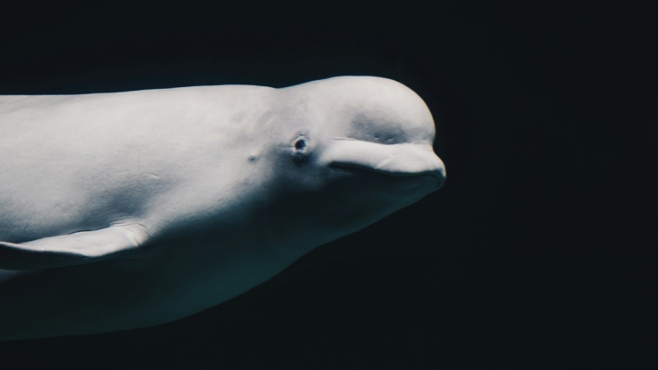 Beluga nel mare