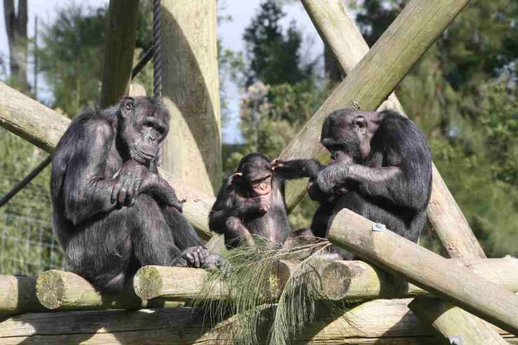 Scimpanzé, anche loro vanno in menopausa