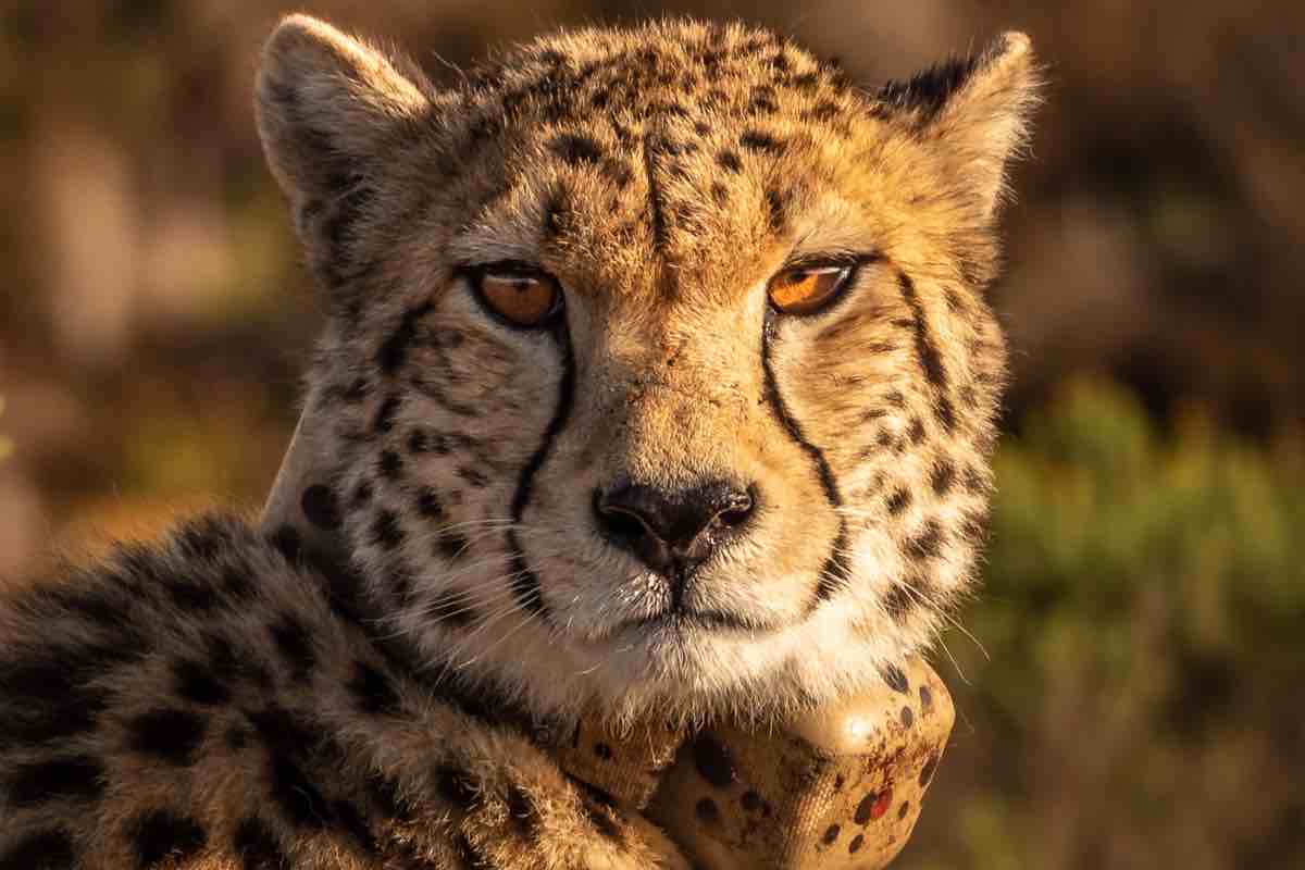 Sguardo di un ghepardo