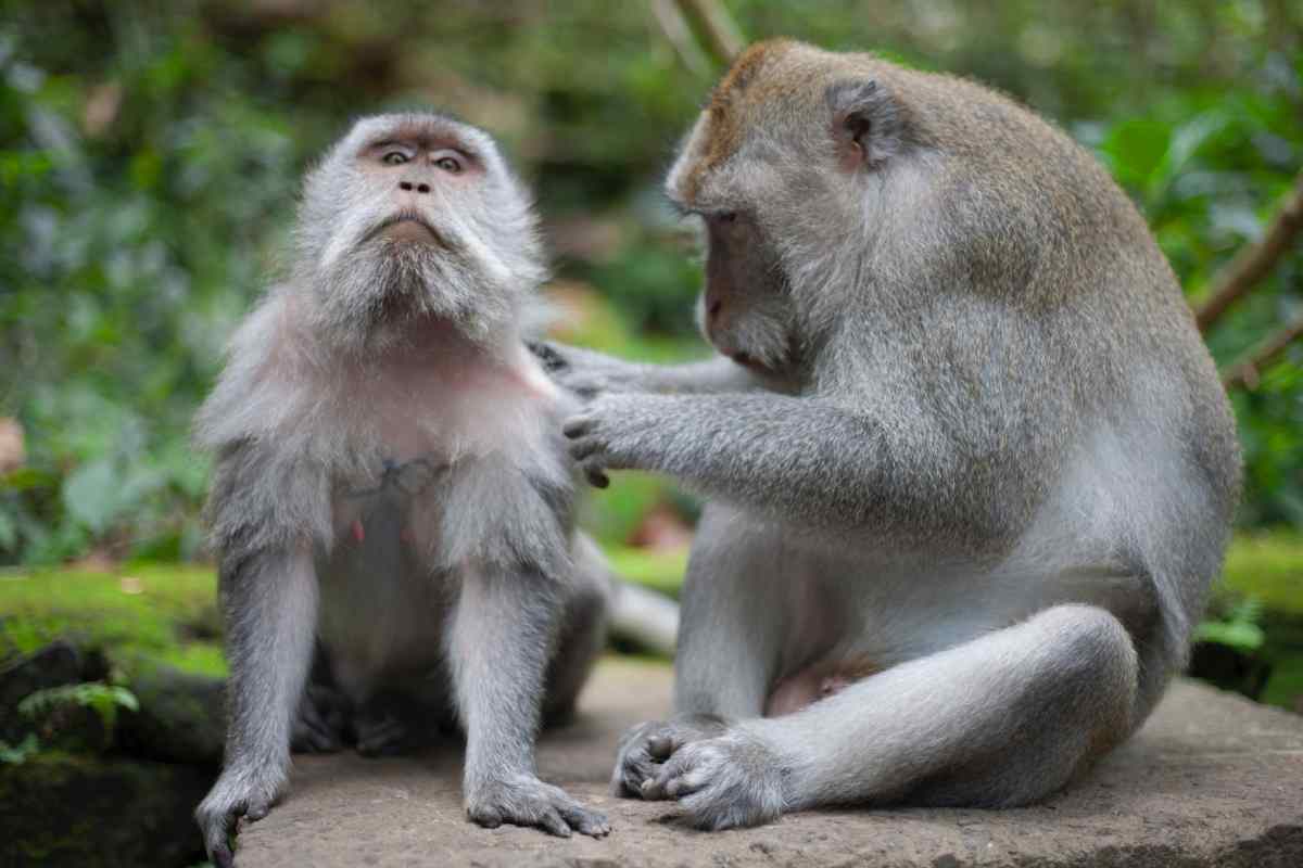 Due scimmie con movenze molto umane grigie belle