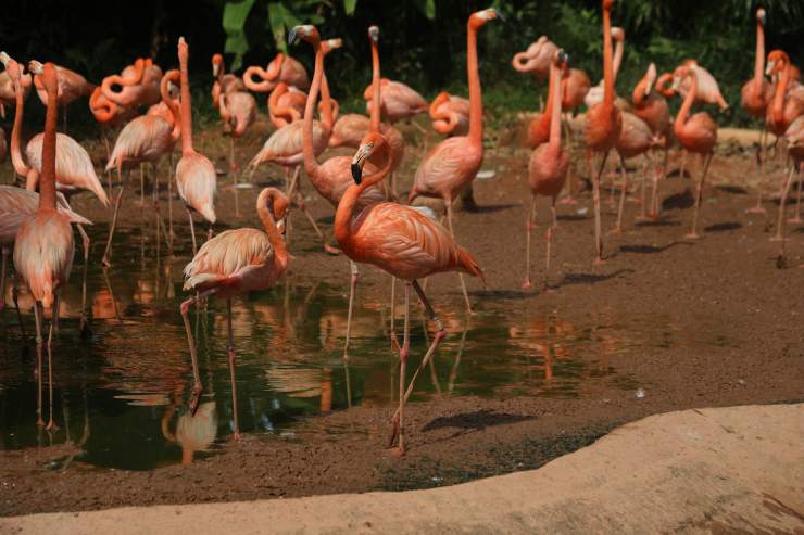 È facile ritrovare uno stormo di fenicotteri in prossimità di un corso d'acqua