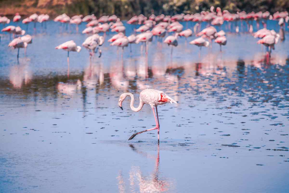 I fenicotteri sono famosi per riuscire a restare in equilibrio su una zampa sola