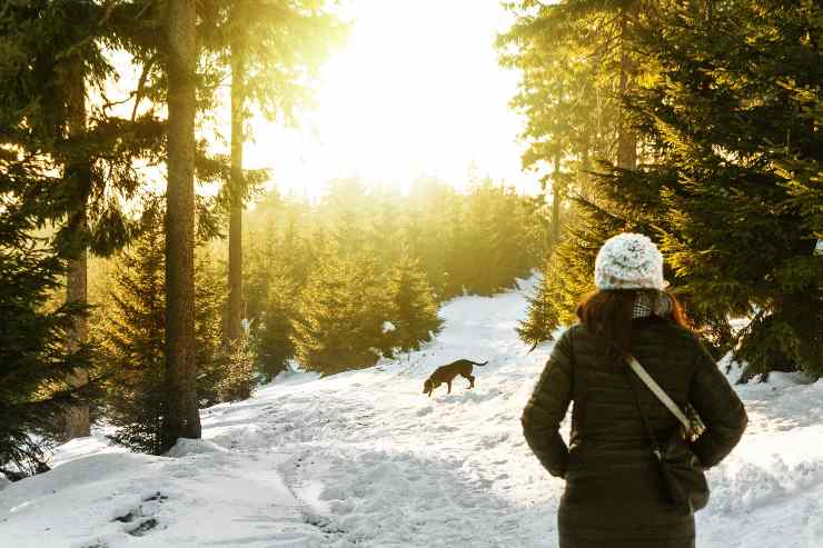 Bosco con neve, lupo e donna