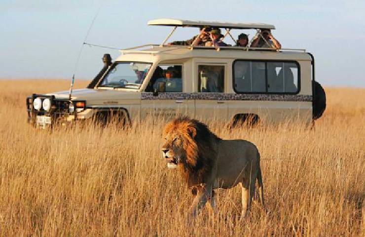 Quali possono essere le reazioni dei leoni alle vetture utilizzate per i safari?