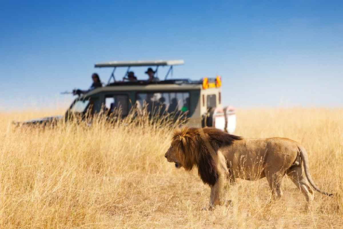 Perché i leoni non attaccano (quasi mai) le vetture dei safari?