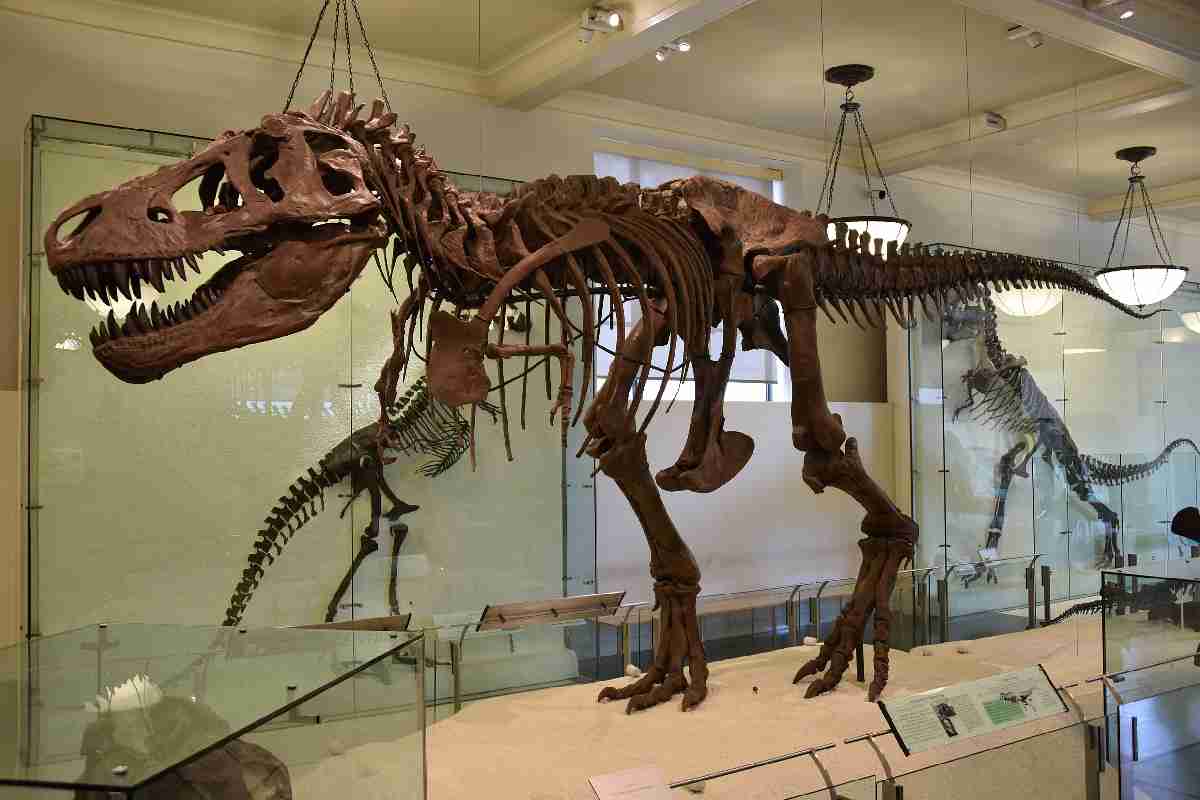 T.rex, si è scoperto che fossili di presunti giovani tirannosauri in realtà sono di una specie diversa