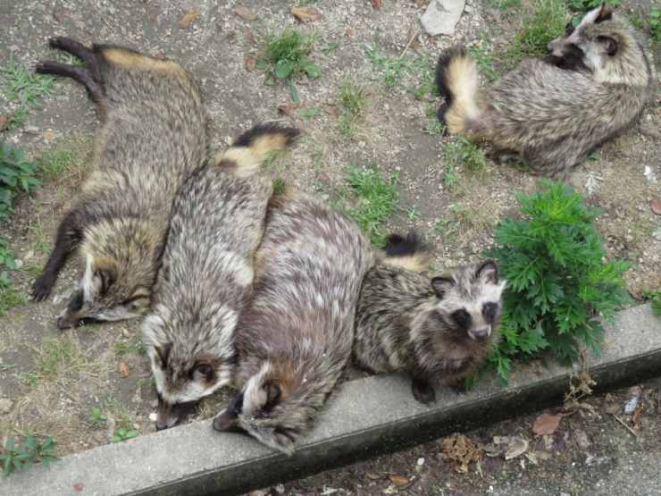 Il cane procione viene spesso allevato: la sua pelliccia folta e resistente è molto ricercata