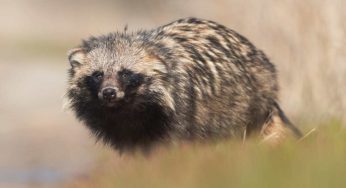 Conosci il cane procione? Nonostante il nome, non è un animale domestico