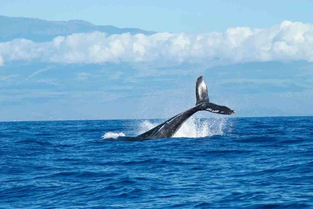 coda di balena si intravede a bordo dell'acqua