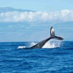 coda di balena si intravede a bordo dell'acqua