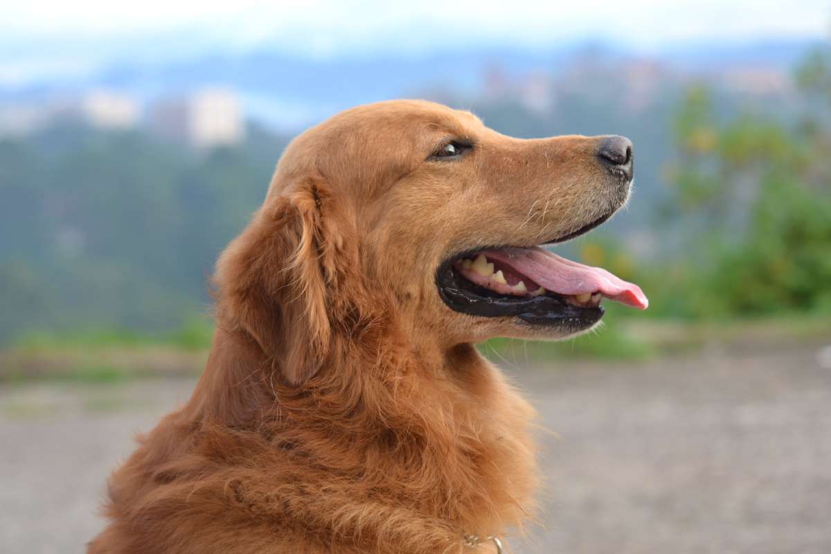 Golden Retriever, tutto sulla razza dei cani dal manto d'oro