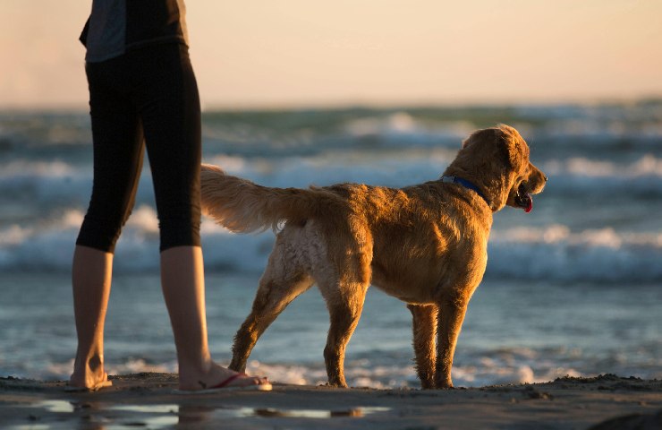 Un Golden Retriever insieme a un uomo sulla spiaggia