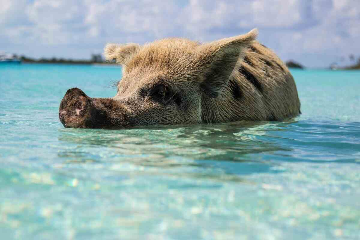 malino nuota nell'acqua