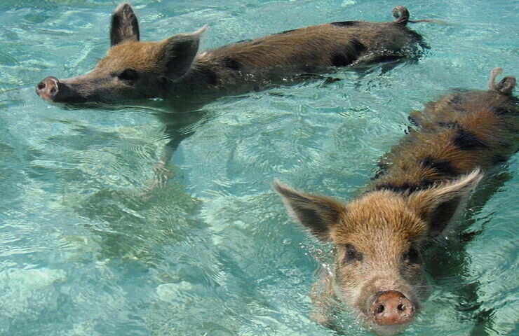maiali nuotano nell'acqua