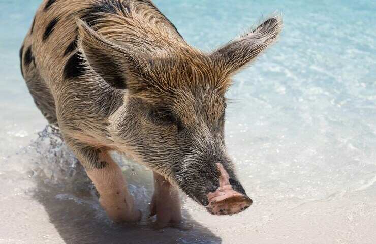 maiale cammina sulla spiaggia