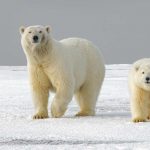 Lo sapevate che il pelo dell'orso polare non è bianco, ma trasparente? È tutta una questione di luce riflessa