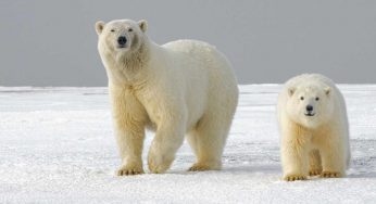 Giornata mondiale dell’orso polare, 30 curiosità su questo animale affascinante