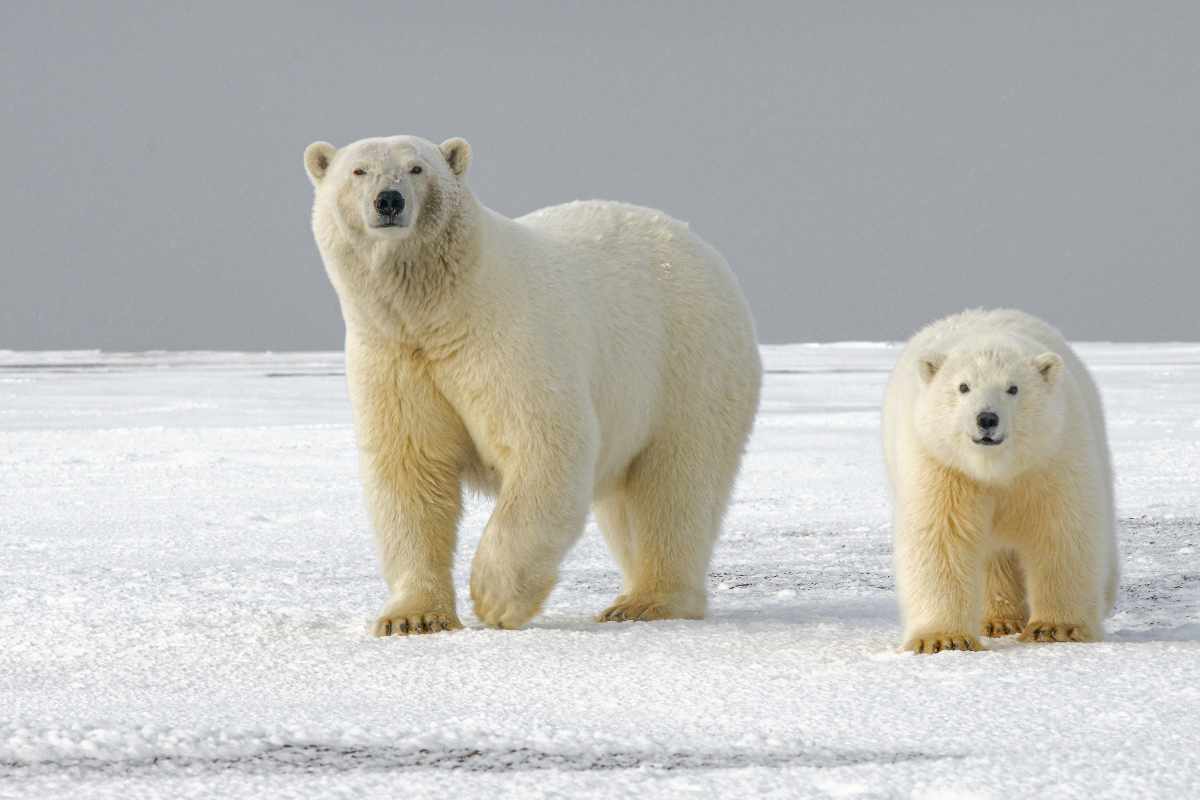Lo sapevate che il pelo dell'orso polare non è bianco, ma trasparente? È tutta una questione di luce riflessa