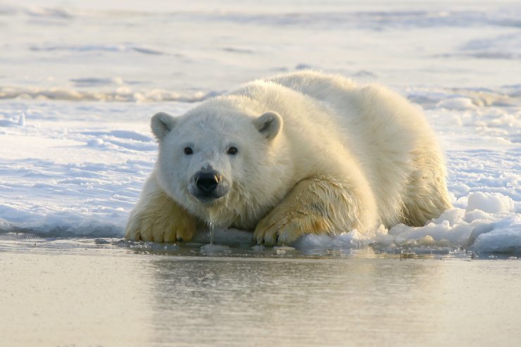 L'orso polare è un eccellente nuotatore e ama trascorrere gran parte del proprio tempo sulla banchisa polare ghiacciata