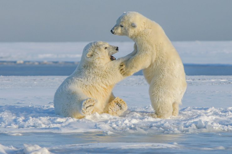 Gli orsi polari chiedono all'esemplare dominante di condividere il pasto toccandogli il naso: un curioso modo per comunicare