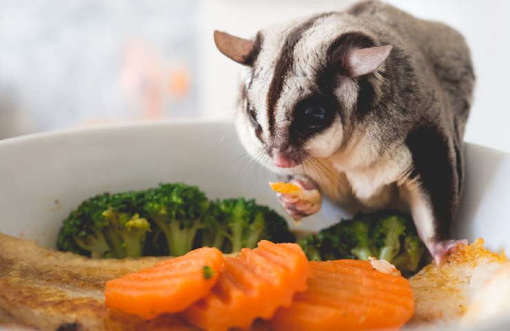 Petauro dello zucchero, cosa mangia e quali sono le sue aspettative di vita