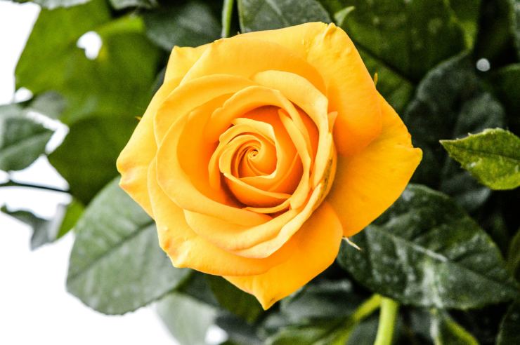 Che significato ha un mazzo di rose? Molto dipende dal colore