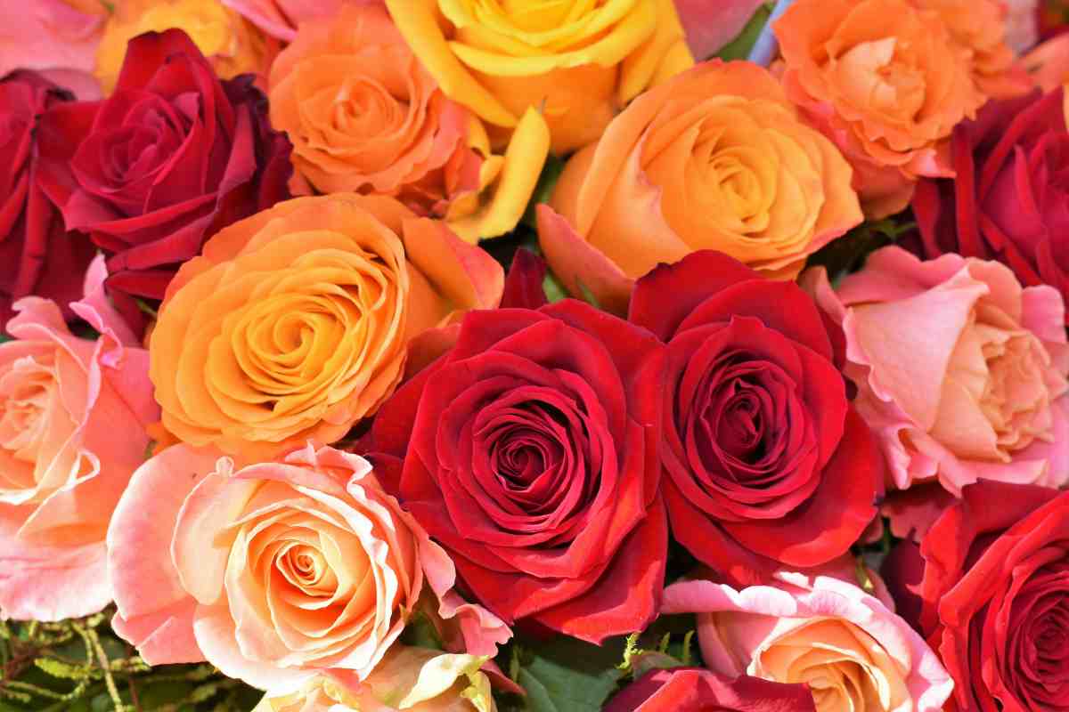 Le rose sono tra i fiori più regalati al Mondo: ogni colore ha il suo significato