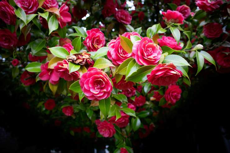La rosa è il fiore perfetto per essere donato a chi si ama e a chi si vuol bene