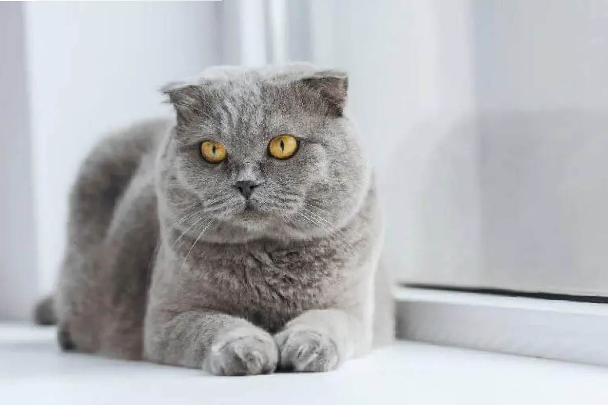 Lo Scottish fold: scopriamo le caratteristiche di questa razza felina