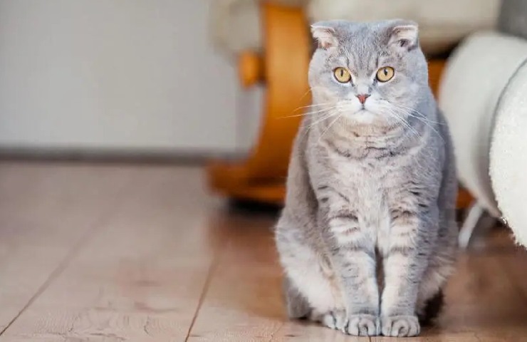 Scottish fold, come mai le orecchie sono piegate?