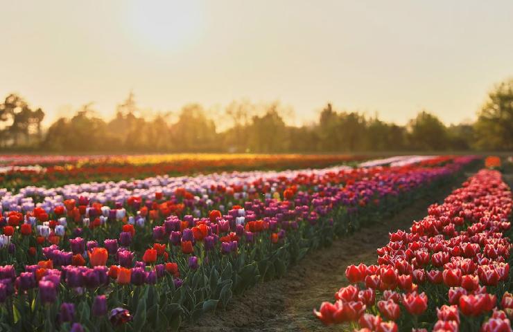 Campo di tulipani al TuliPark di Bologna