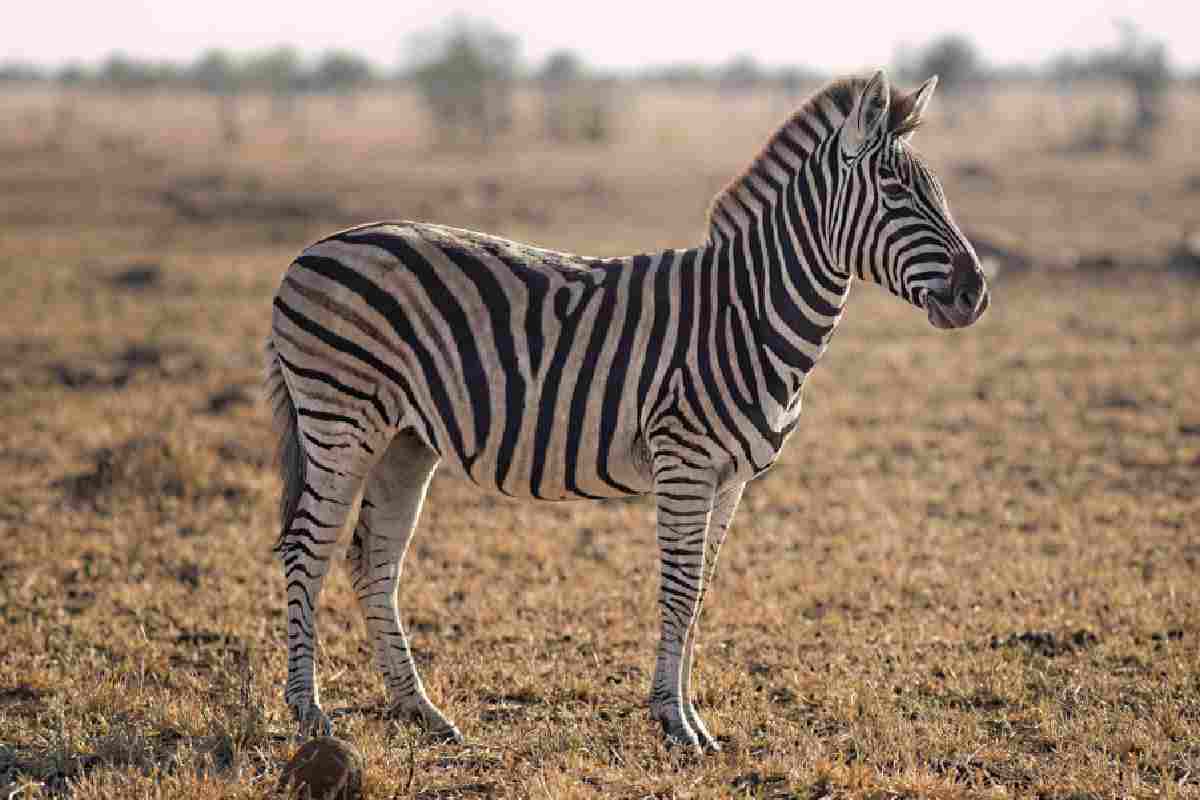 Quali sono le caratteristiche della zebra?