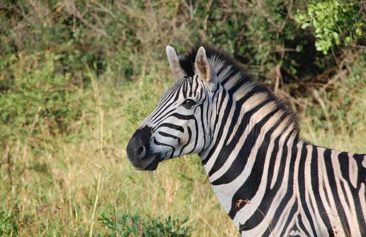 La zebra, nonostante sia molto simile al cavallo, non è addomesticabile