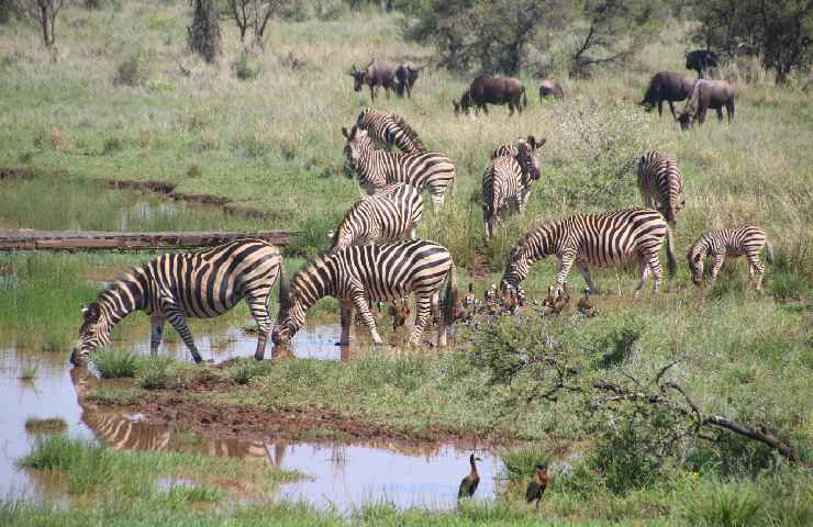 Le zebre sono "vulnerabili" nella scala del rischio d'estinzione