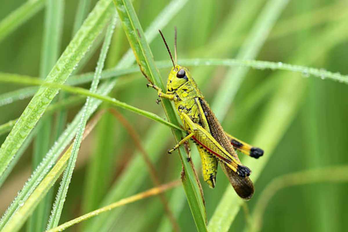 Curiosità sulle cavallette