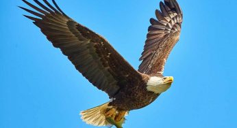 Giornata mondiale dell’aquila, 10 curiosità sull’animale