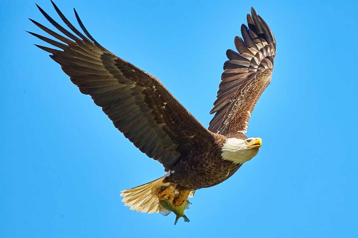 aquila che vola nel cielo