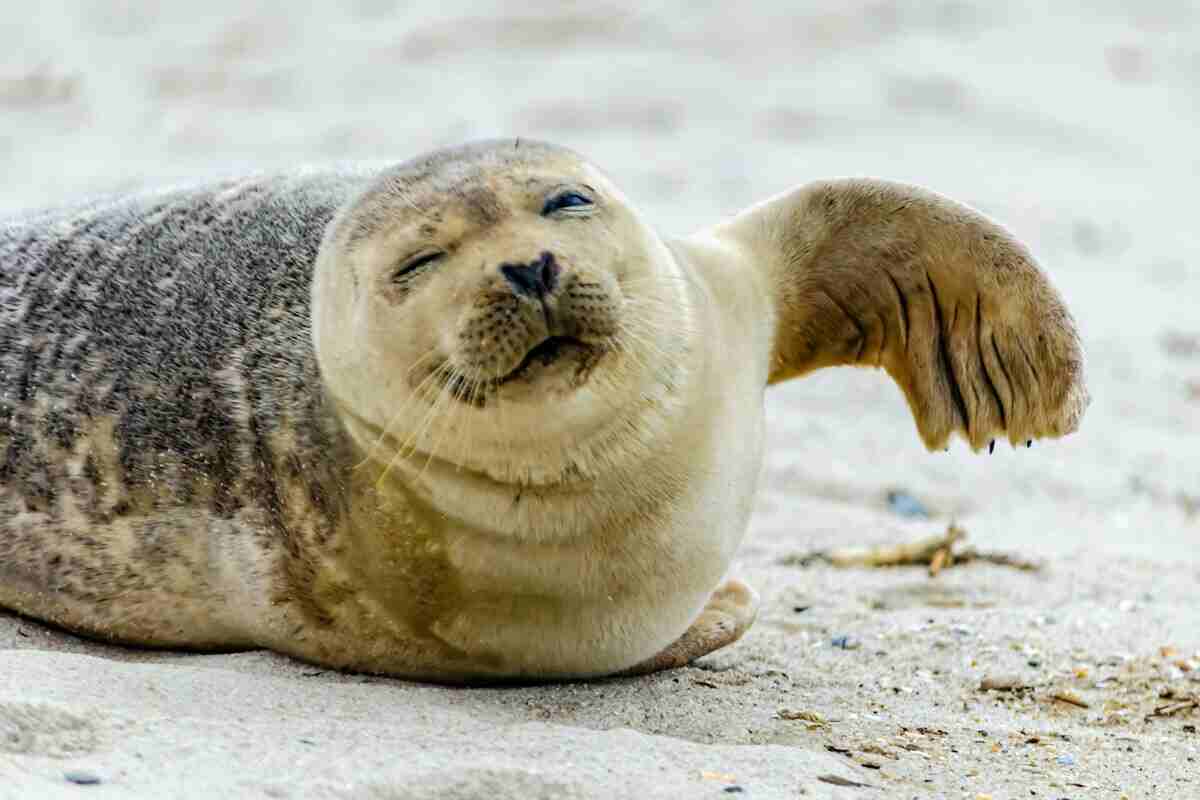 foca fa l'occhiolino