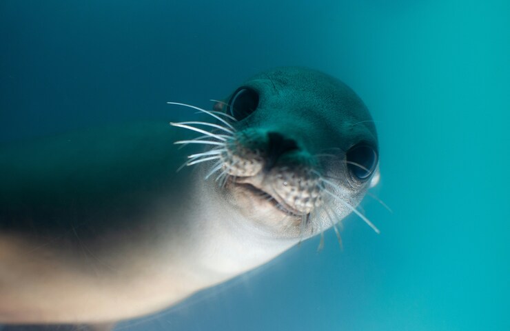 Foca nell'acqua